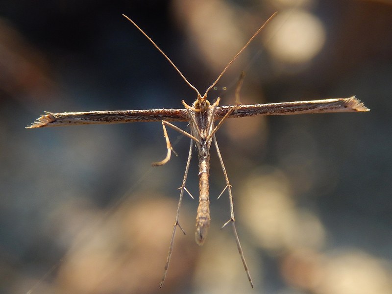 Un altro acrobata...sul filo..